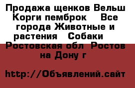 Продажа щенков Вельш Корги пемброк  - Все города Животные и растения » Собаки   . Ростовская обл.,Ростов-на-Дону г.